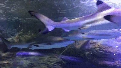 09592G917-1.gif