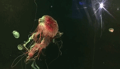 09592GJ1-5.gif